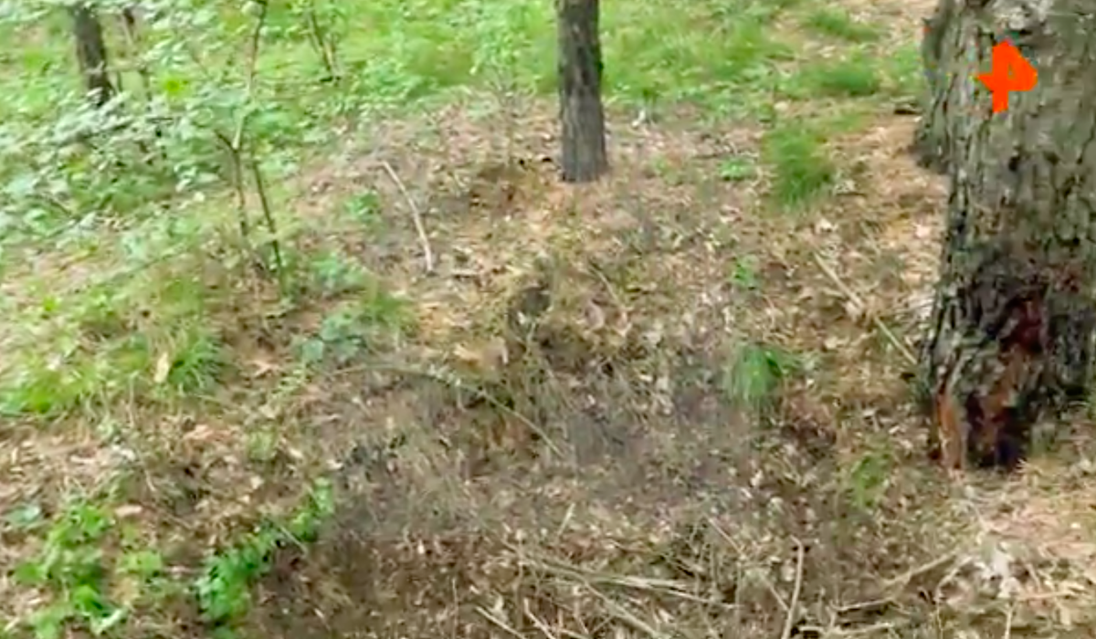 Скриншот видео