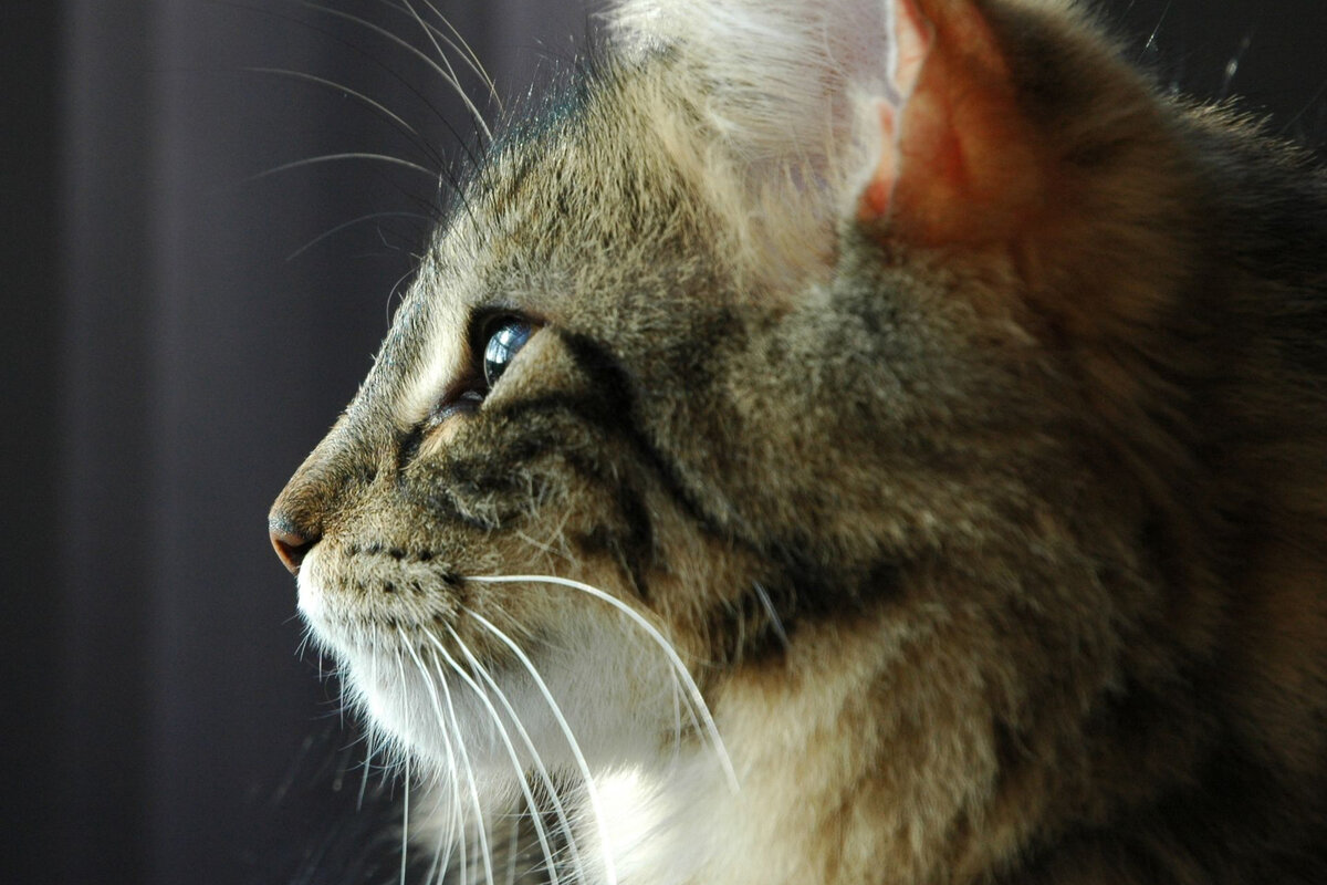 Норвежская лесная.