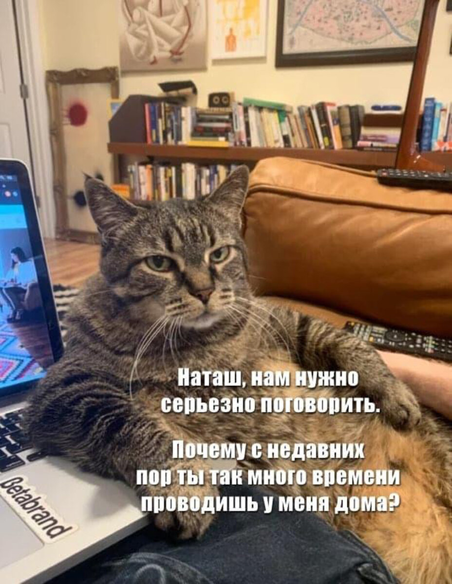 🐾Все котики важны, все котики нужны! | Я — Кот! | Дзен