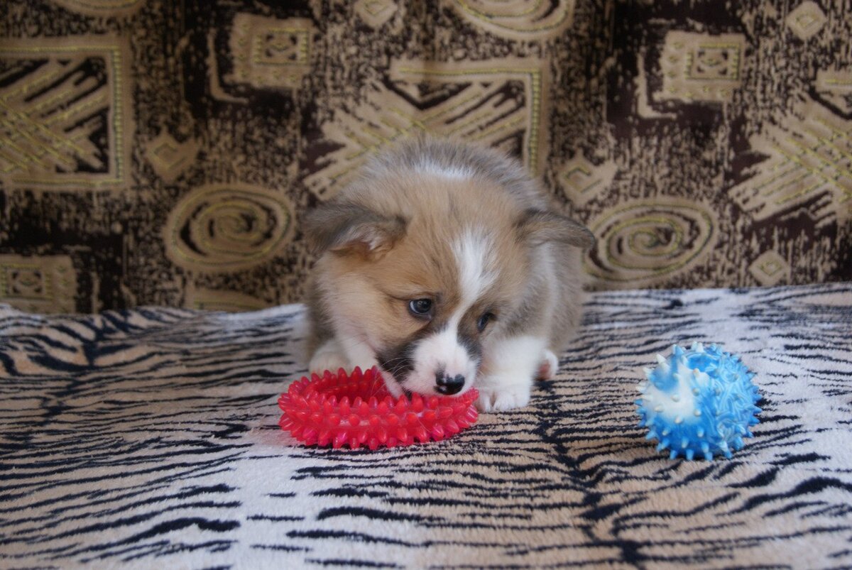 Подраздел 1.1: Естественное поведение щенков