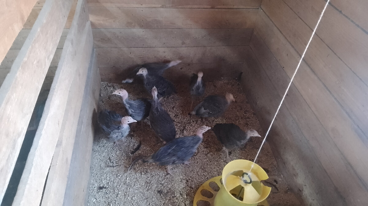 Самые маленькие индюшата в хозяйстве 