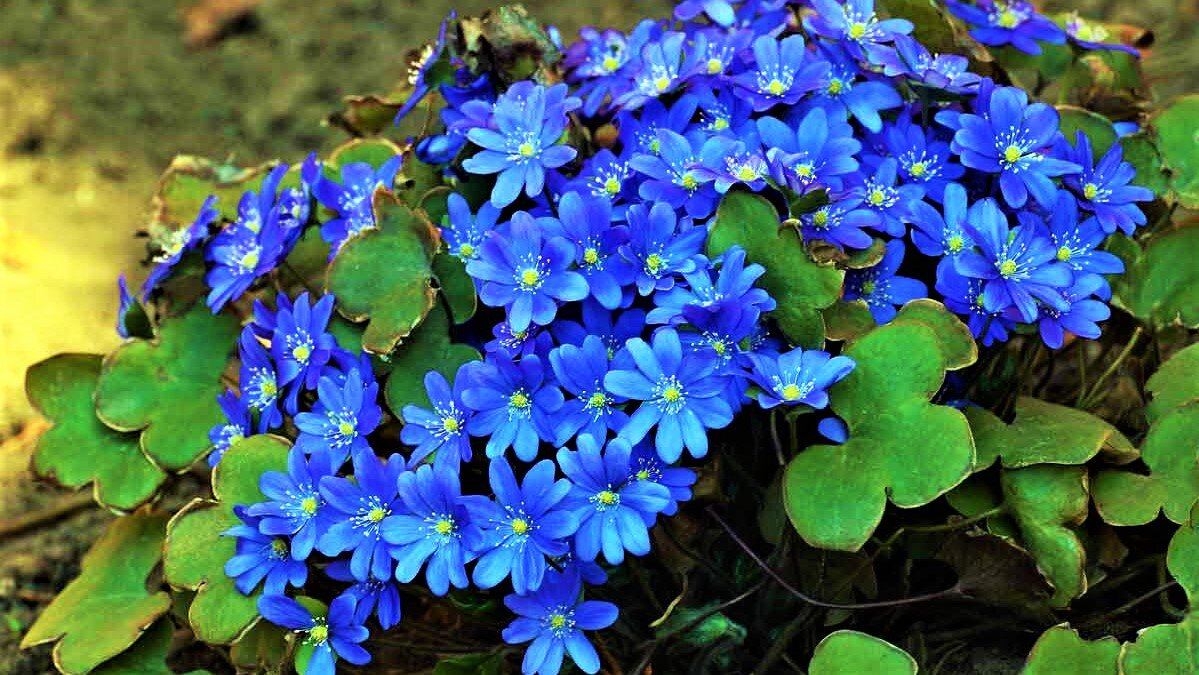 Многих садоводов интересует вопрос, какими растениями можно украсить тенистый сад. Считается, что в тени мало, что растет и тем более не может красиво цвести.-5-3