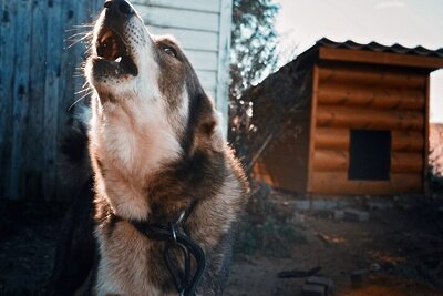   Собака на цепи © Pxhere