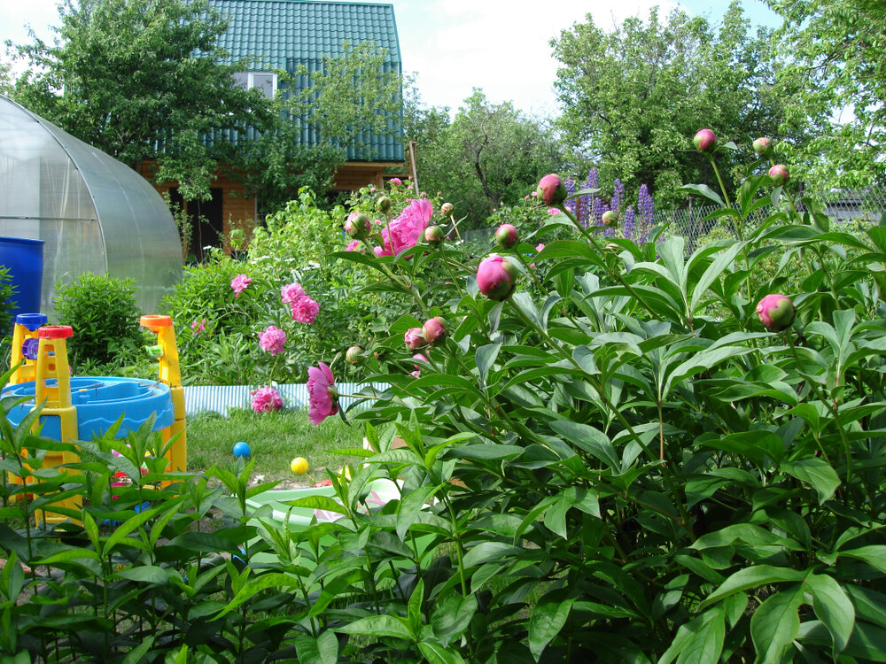    Если пионы цветут все хуже и хуже, нужно искать причину проблемы и устранять ее