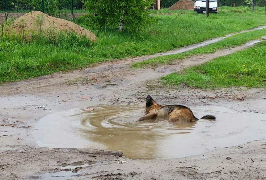 Вот этот поросенок, например. Вот эта собака из мечты. Сбывшаяся моя мечта. Ага.