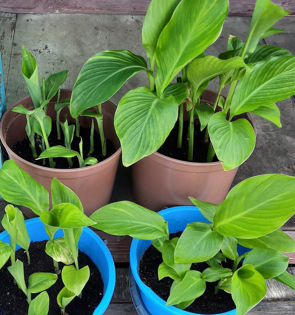 Пророщенные канны.