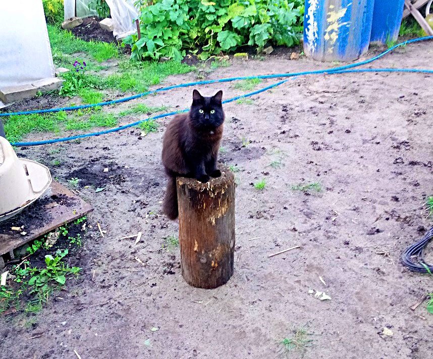 Кот Сибирской породы