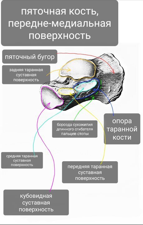 Пяточная кость