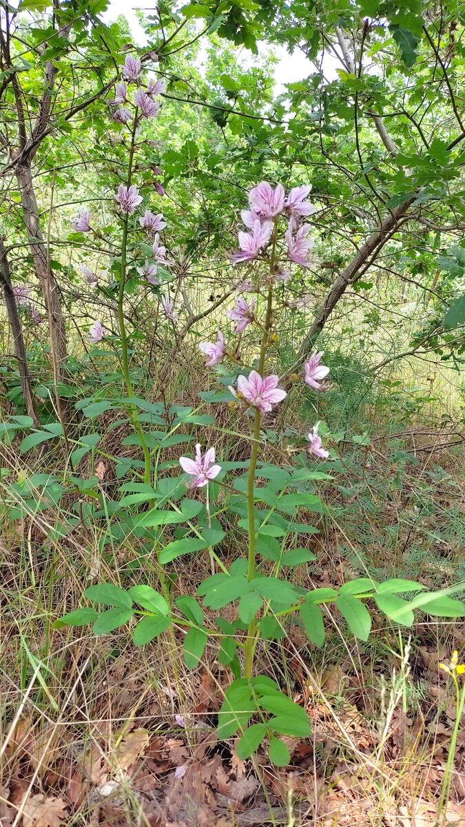 Цветущий ясинец белый (купина Неопалимая) в Ласпи