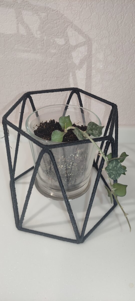 Вот такой отросток я купила год назад. 