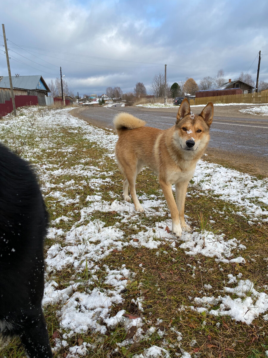 Подружка нашего гавгавкина🐕