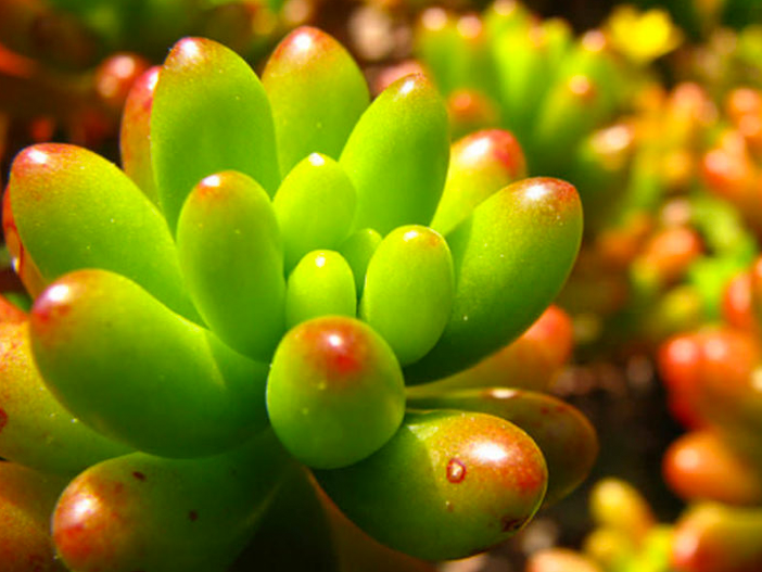 Куст Седума с его красно-зелеными листьями