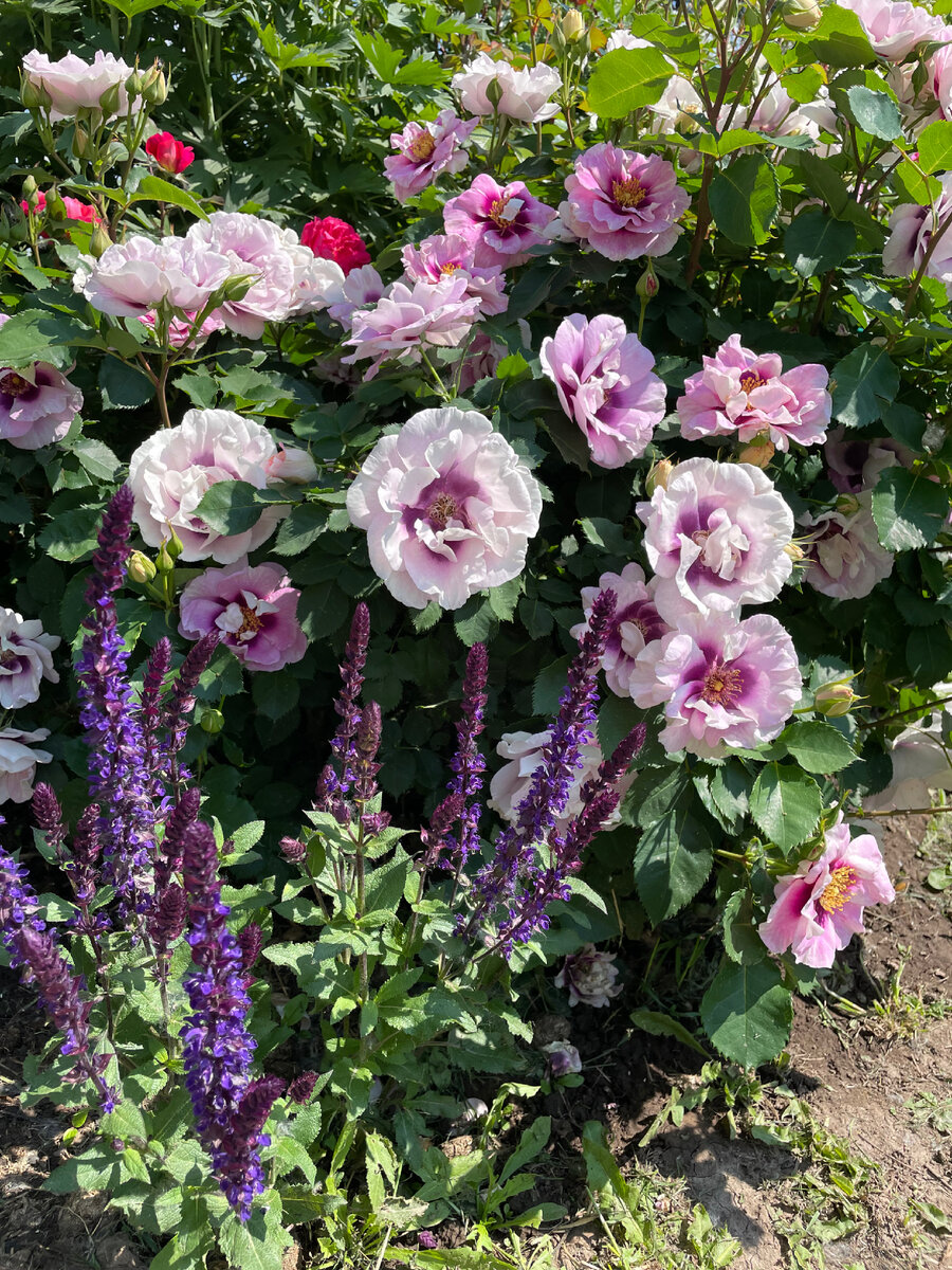 Роза флорибунда «Eyes for you».