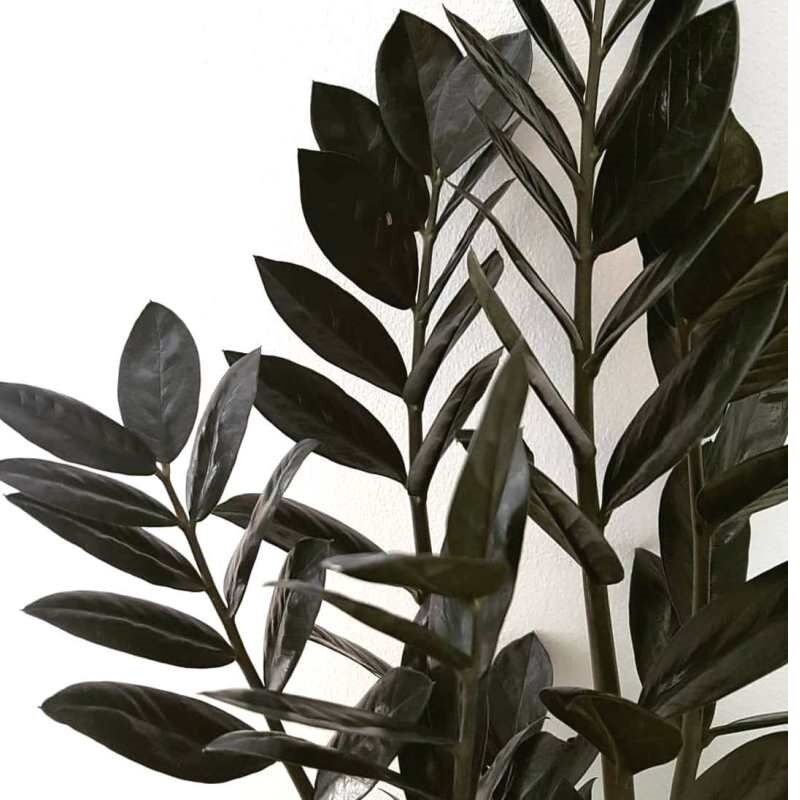 Замиокулькас равен