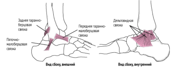 Нервы голеностопа