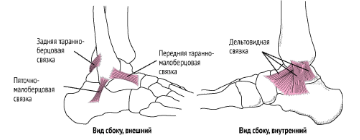 Связки голеностопного сустава