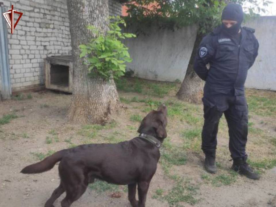 В Тверской области кинологи силовых ведомств принимают поздравления с профессиональным праздником
