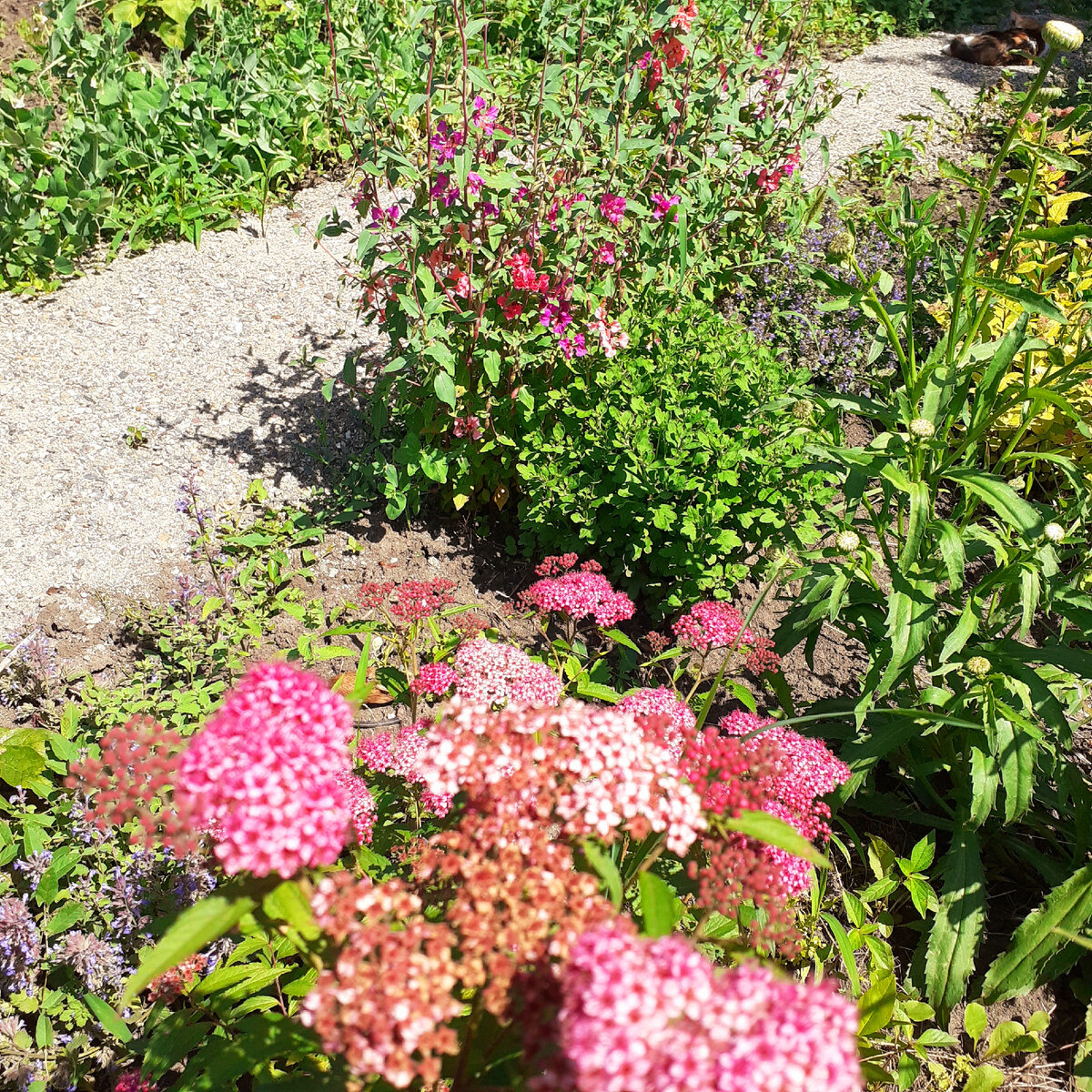 Поддерживает цвет спиреи...