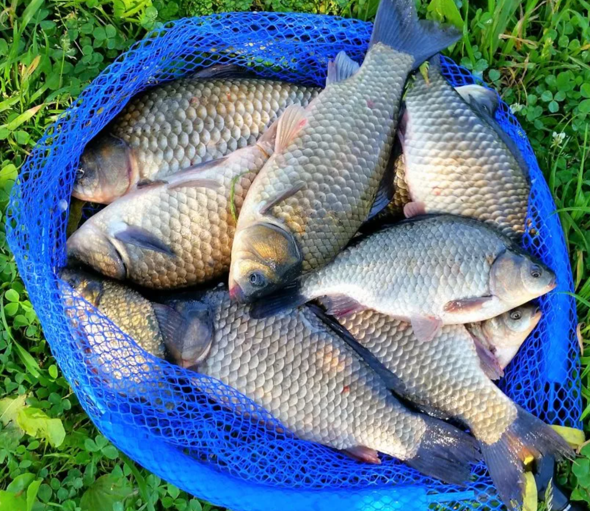 Ловля карповых. Ловля сома. Пеленгас в азовском море. Рыбалка на карпа. Удочки у реки.