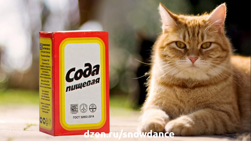 У вас есть кошка? В доме должен быть запас пищевой соды! 