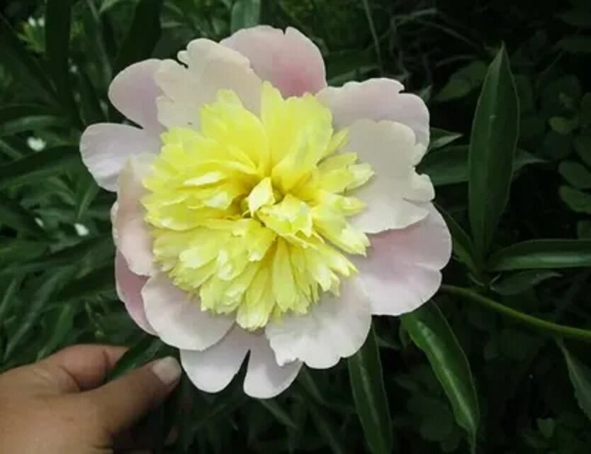 Фото из интернета