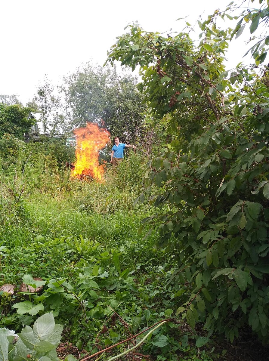 Зеленый хмель. Фото автора.