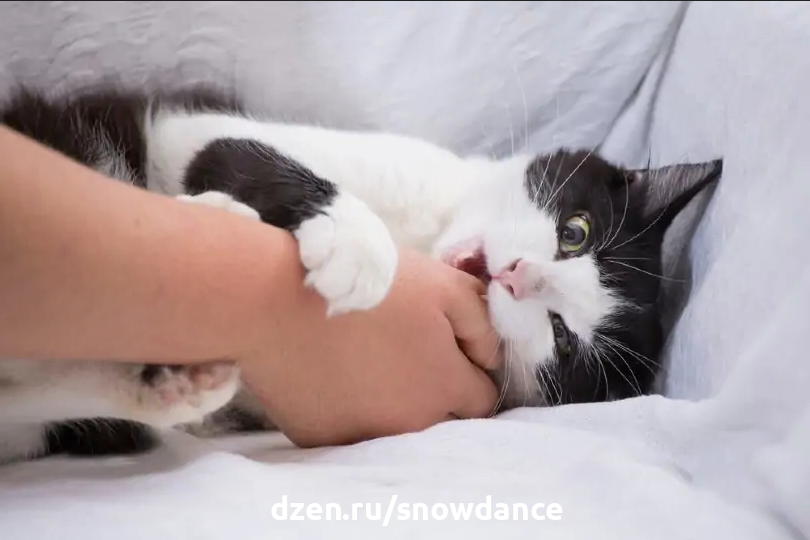 Почему кошка обнимает меня за руку и кусает? Возможные причины и советы по  профилактике | КотоВедение | Дзен