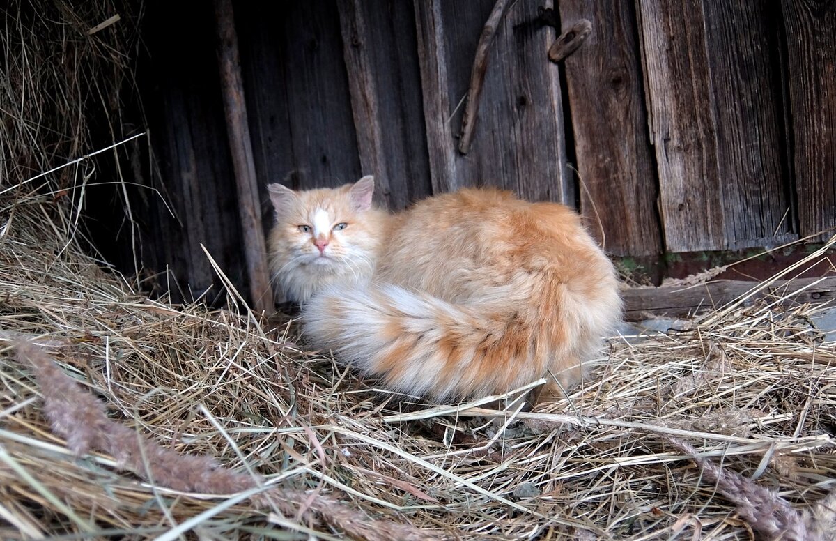 �������� ����: fotoload.ru