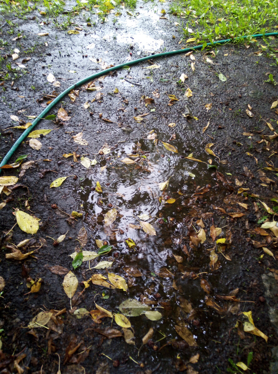 Лужи... С черешни лист опадает..