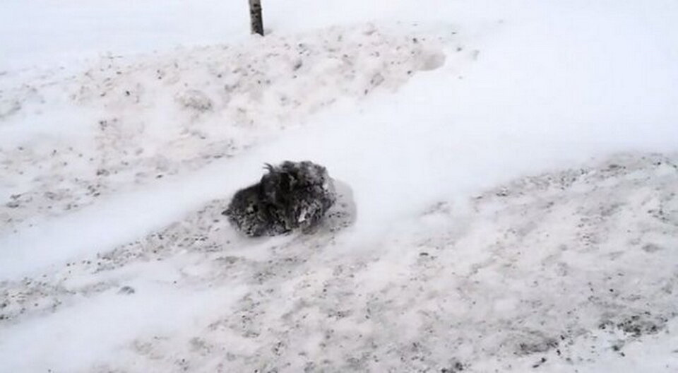 Такую картину увидел Вячеслав, когда подошел посмотреть поближе