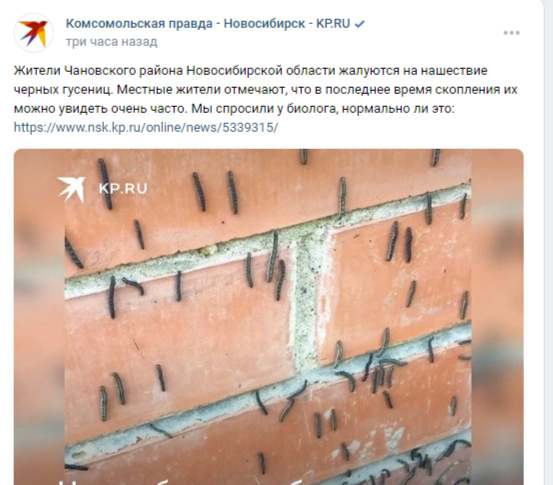  ФОТО: СКРИНШОТVK.COM/KP_NSK