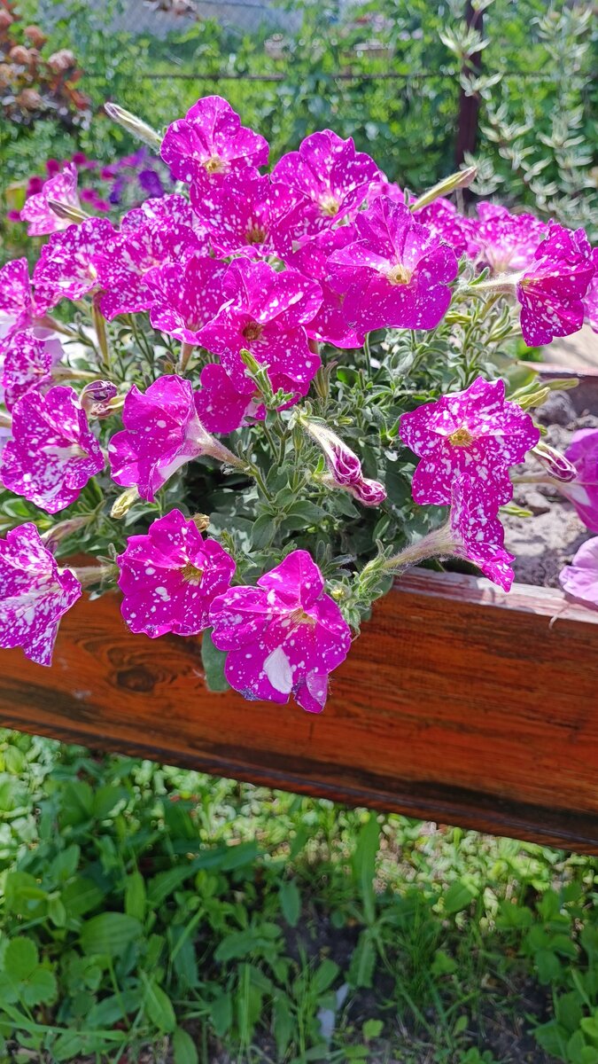 Этот сорт «дот стар» от компании Cherny тоже мультифлора, многие его не любят из-за габитуса, у меня кустик красиво формируется 🤷🏻‍♀️