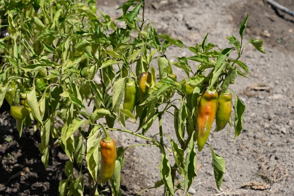    Почему вянут перцы и что с этим делать?