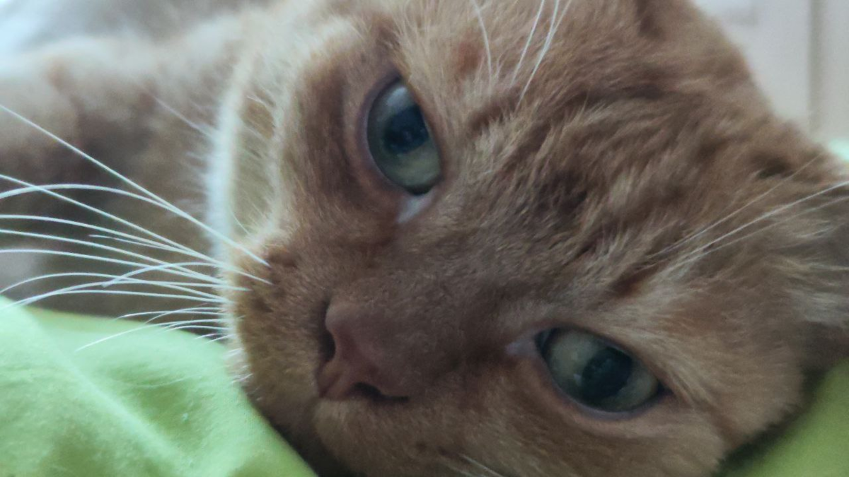 Наш Филечка