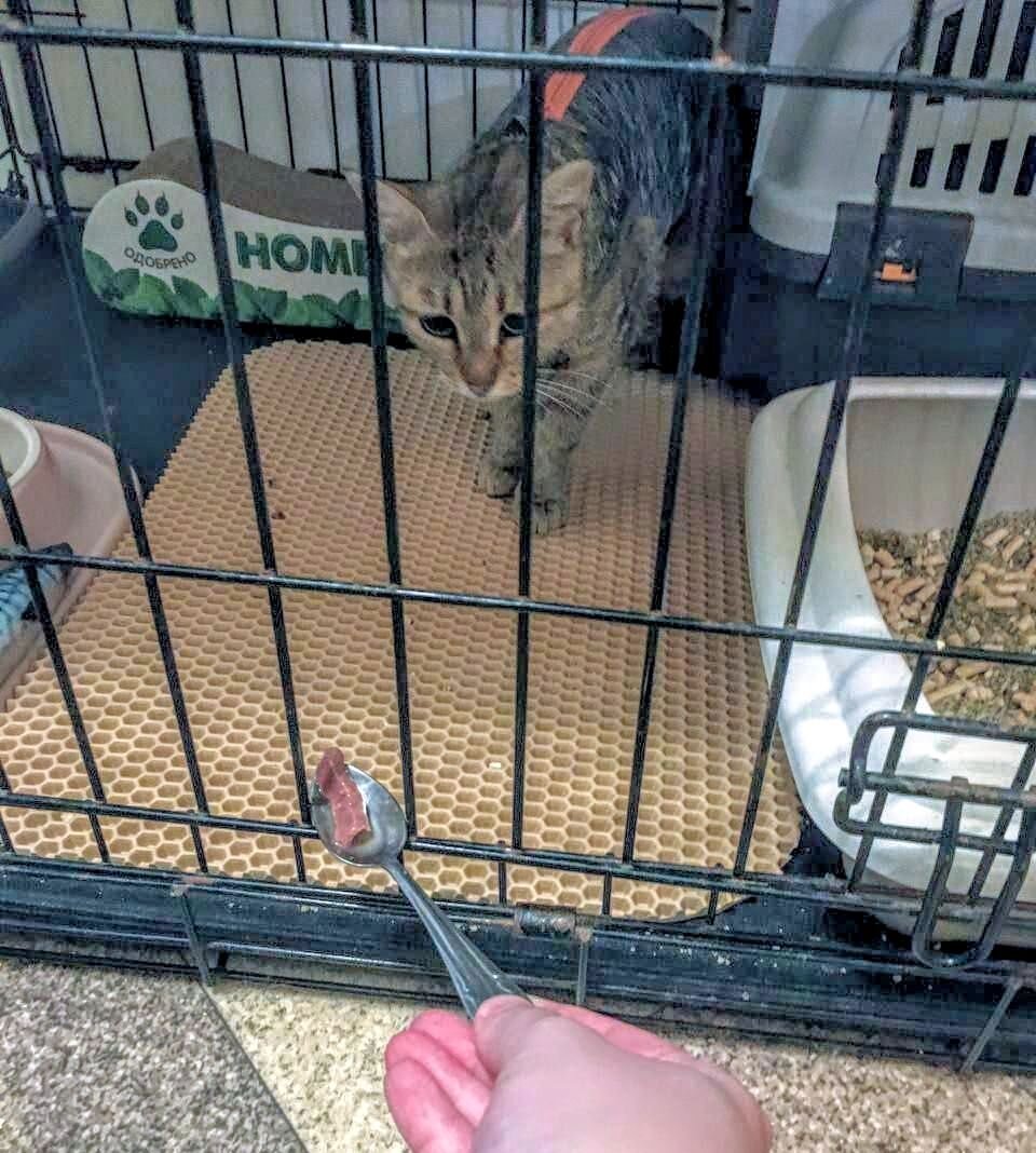 Мия учится есть с ложки