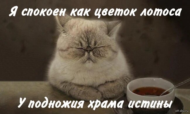 Картинка с сайта: https://warriors-cats.fandom.com/ru/f/p/3300297438920764882