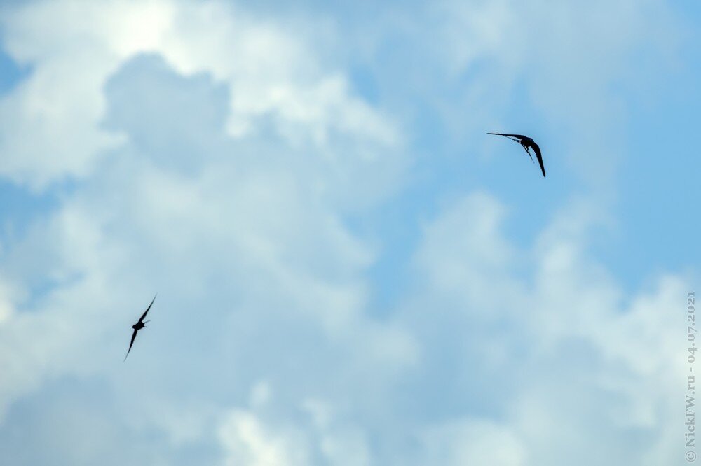 2. Ласточки © NickFW.ru — 04.07.2021г.