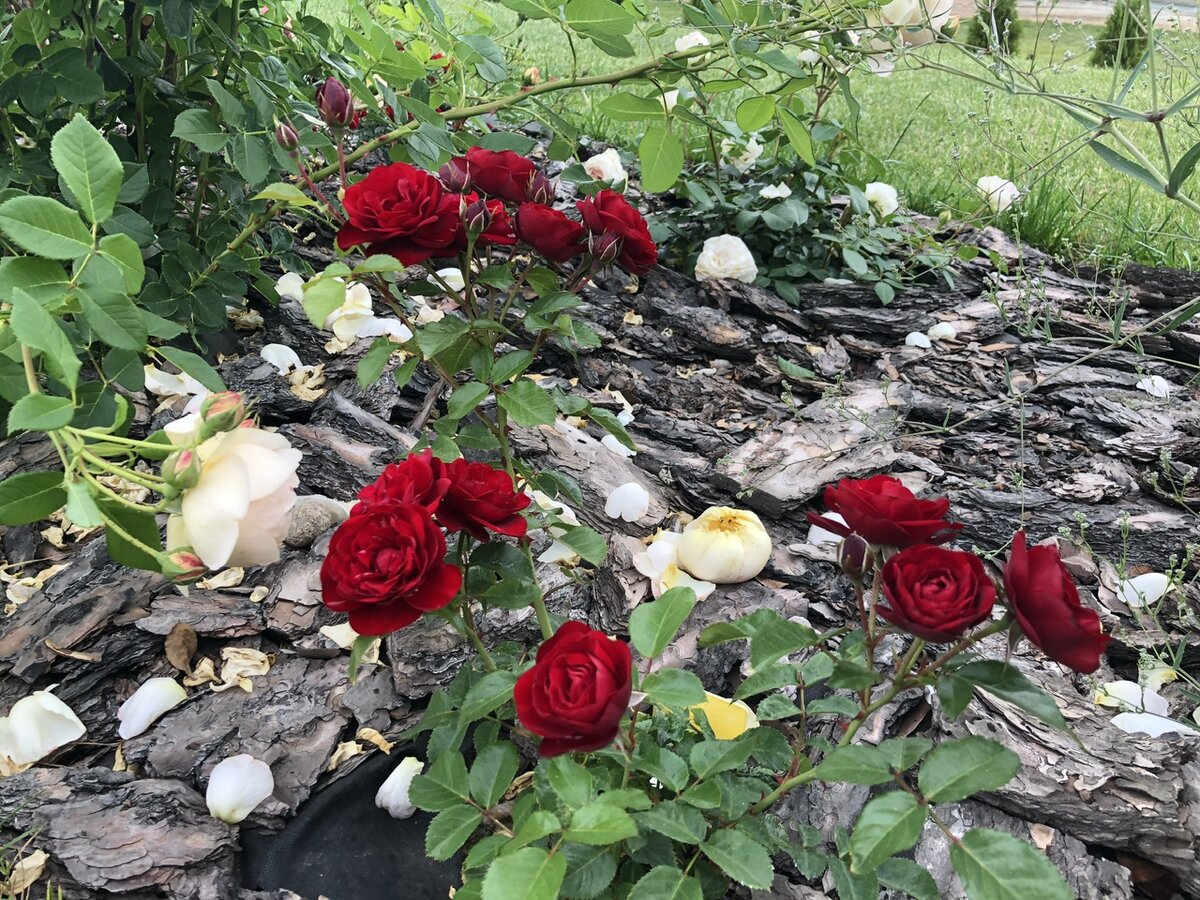 Роза Нина Вейбул, кустовая форма с черенка 