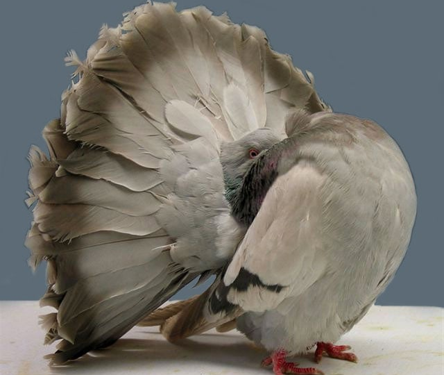 Веерохвостый голубь: Селекционеры завернули позвоночник этих птиц в бараний рог. Зачем нужна эта порода?
