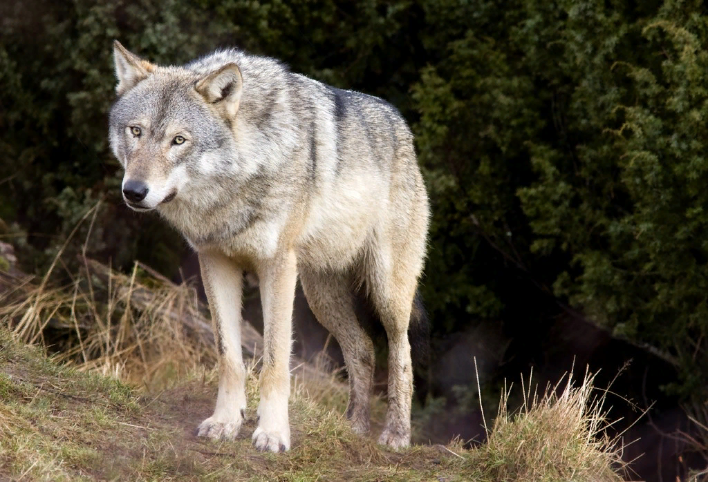 Living wolfs. Шотландский волк. Волк в Шотландии. Шотландский волк фото. Шотландские серые волки.