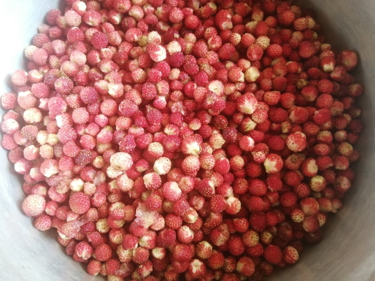 Полевая клубника
