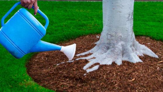    Агроном рассказал, как правильно поливать в июле плодовые деревья Ирина Петрова