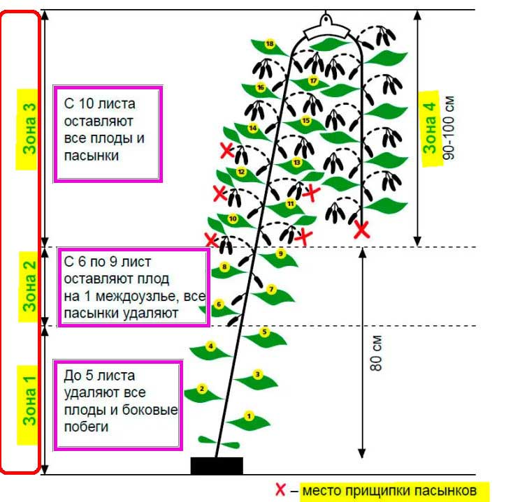 Схема обрезки огурцов в теплице в картинках. Пасынкование огурцов. Схема пасынкования огурцов в открытом грунте. Правильное пасынкование огурцов. Пасынковать огурцы в теплице.