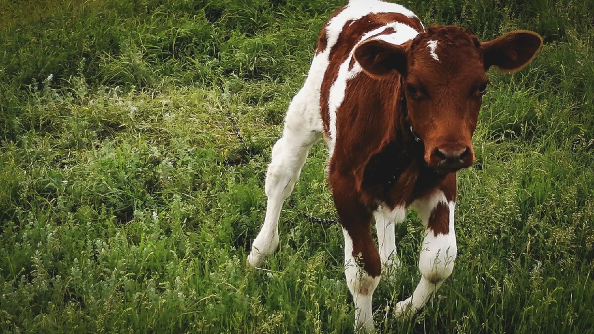     С наступлением солнечной летней погоды появляется множество кровососущих насекомых — гнуса (комары, мошки, мокрецы, оводы, слепни, коровья жигалка и др.).