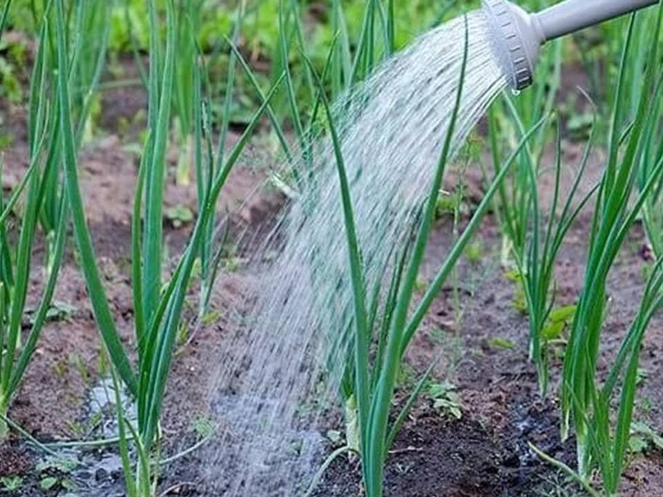 Когда прекращать полив чеснока озимого. Лук шалот и лук порей. Лук репчатый Эксибишен.