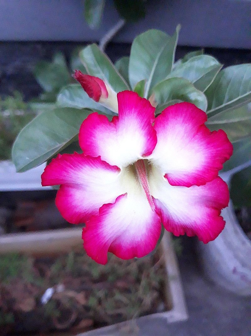 Author RAUDHATUL HASWATI. Источник - Википедия.