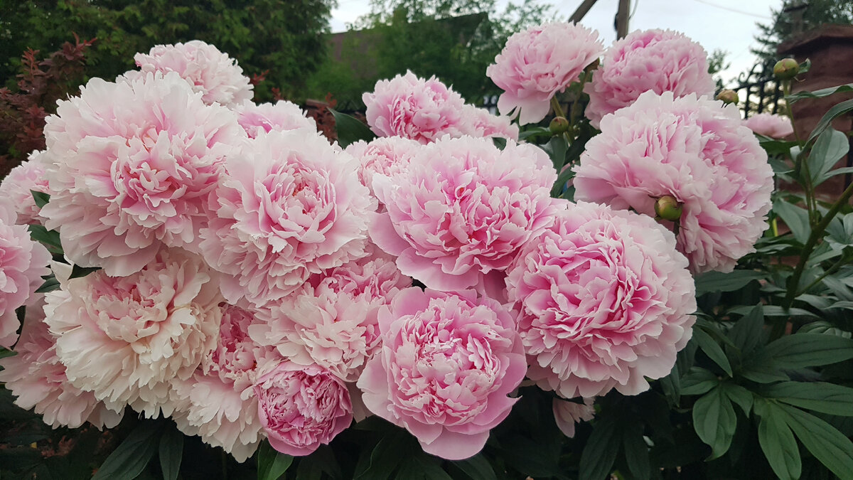 Пионы Сара Бернар