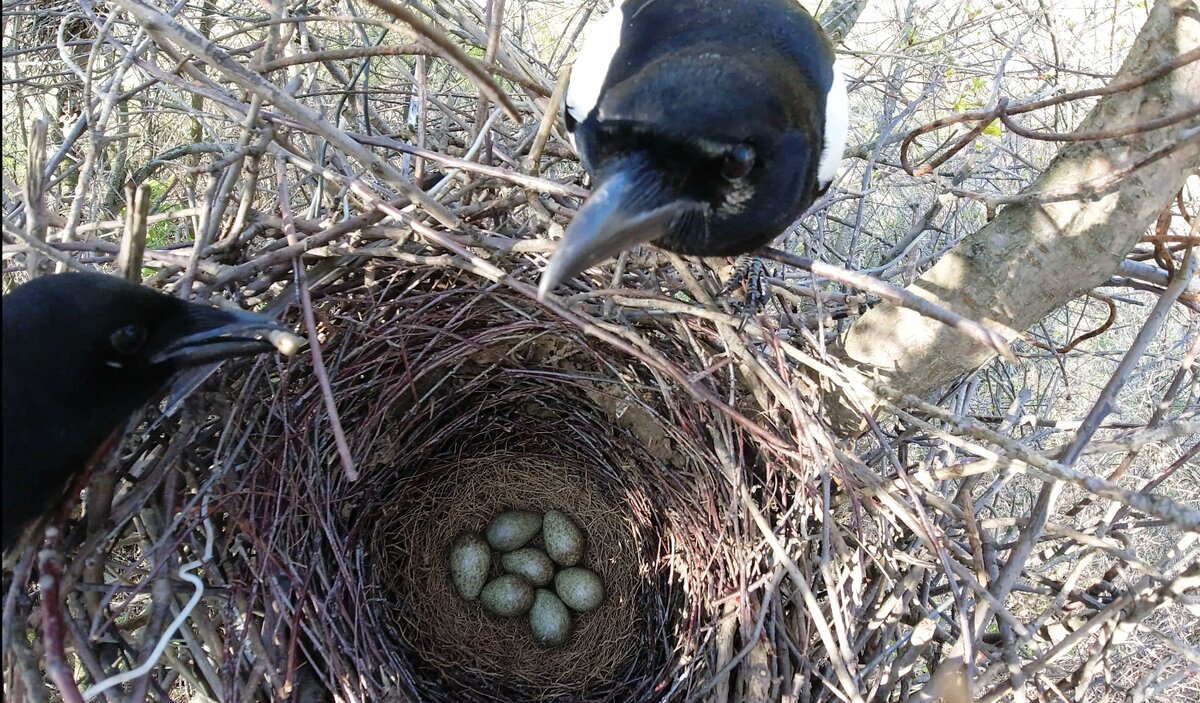 Родители с кладкой