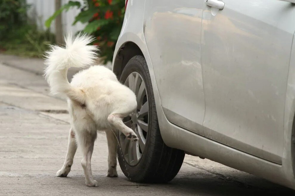 Dog piss. Собаки мочатся на колеса. Собака метит территорию. Собака писает. Собака мочится на машину.