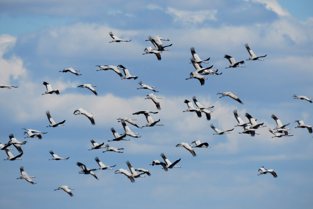 Стая журавлей в небе Фото с сайта north.eurasia.birds.watsh
